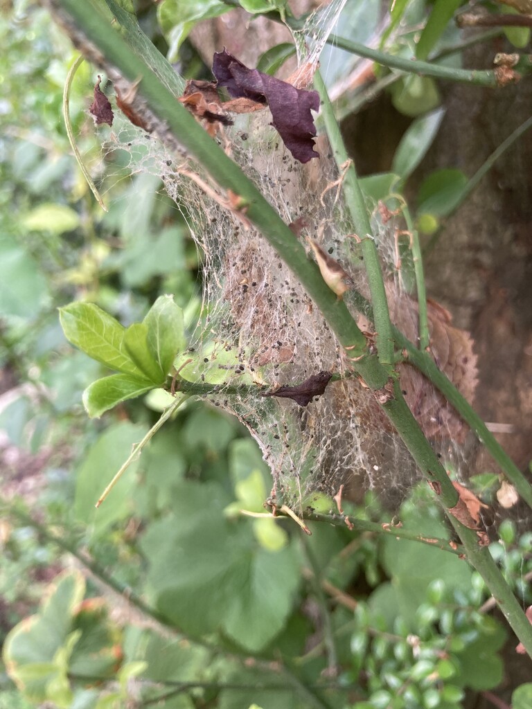 #30dayswild Day 16 by 365anne