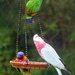 Colour at the feeder