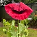 A big old smiling poppy