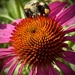 Bumblebee on a Coneflower 🐝