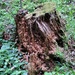 Yet antother stump