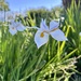 African Iris