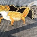 Leopard gecko (acrylic painting)