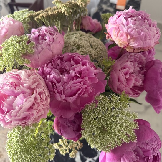 Peonies by cadu