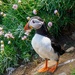  Puffin  