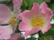 17th Jun 2026 - Dogroses