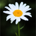 Dream Daisy