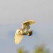  Barn Owl 