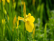 18th Jun 2026 - Yellow Iris