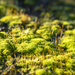 Moss after rain