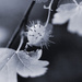 Prickly Gooseberry