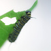 The Early Worm