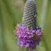 purple prairie clover