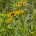 Black-eyed Susan