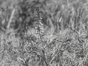 19th Jun 2026 - wild white indigo