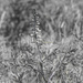 wild white indigo