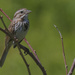 song sparrow