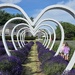 LavenderLand