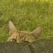 Silly Kitty