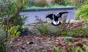 16th Jun 2026 - the local magpies are a friendly crew