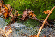 17th Jun 2026 - a bubbling rivulet