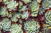 18th Jun 2026 - the succulents