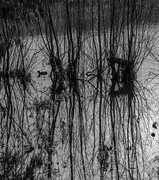 19th Jun 2026 - a duck drifts by