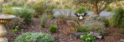 20th Jun 2026 - one of the magpies preparing to land