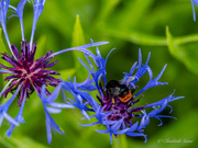 20th Jun 2026 - Bumblebee on flower