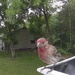 The Curious Visitor