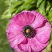 Velvet in Bloom