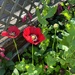poppies by the fence