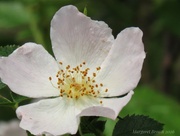 21st Jun 2026 - Blush