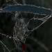 Spider Web