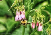 22nd Jun 2026 - Bizzy