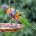 Shake those feathers!