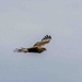  Marsh Harrier 