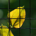 Feeling Trapped?