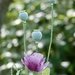 Opium Poppy