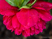 23rd Jun 2026 - Drops on flower