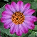 Zinnia