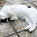 Stoned cat 