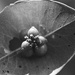 Something Weird on a Leaf