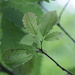 Chinkapin Leaflings