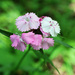 "Sweet Pink Magic"