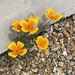 a few small Californian poppies