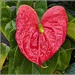 Anthurium 