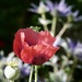 Poppy