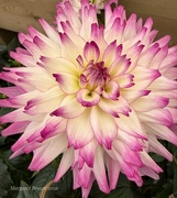 24th Jun 2026 - Beauty