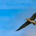 Curlew